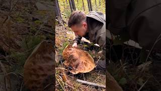 Beautiful mushrooms from Eastern Europe funghi porcini boletus grzyby гриби [upl. by Mackenzie]