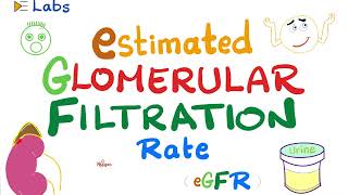 eGFR Estimated Glomerular Filtration Rate  Kidney Function Tests  Inulin amp Creatinine  Lab [upl. by Adnama]