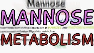 Biochemistry Help Mannose Metabolism [upl. by Lexa859]