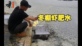 养虾肥水困难？分享一个自用的低温肥水方法！ [upl. by Xena484]