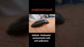 medicinal leech classification and commentary quot Hirudo medicinalisquot العلق الطبىmarine [upl. by Nyladnewg]