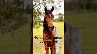 Horse and human connection alternativehorsemanship horse [upl. by Lore455]