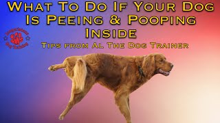 What To Do If Your Dog Is Peeing amp Pooping Inside  Tips From Al The Dog Trainer [upl. by Leummas509]