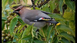 Bohemian waxwings Bombycilla garrulus devouring berries of a cork tree [upl. by Sucramal]