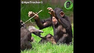 Chimp Fun With Gran  shorts babyanimals [upl. by Chloris]