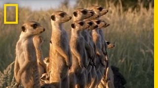 Meerkats vs Puff Adder  National Geographic [upl. by Mchenry153]