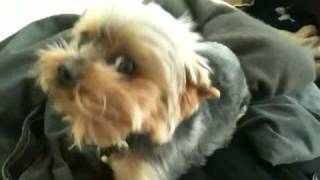 Cute Teacup Yorkie Sneeze Yorkshire Terrier [upl. by Chemar]