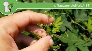 EchterWilder Hopfen  Weibliche BlüteBlüten Humulus lupulus  Wildpflanzen bestimmung [upl. by Ogdon]