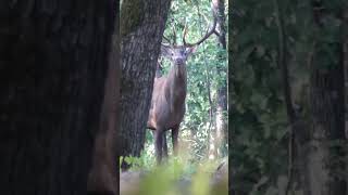 Red Deer Stag roaring [upl. by Aileno]