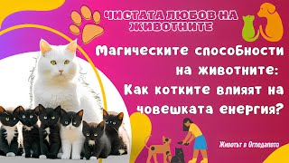 Магическите способности на животните Как котките влияят на човешката енергия😼 [upl. by Larrabee850]