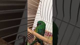 Redrumped parrot sounds [upl. by Eilahtan]