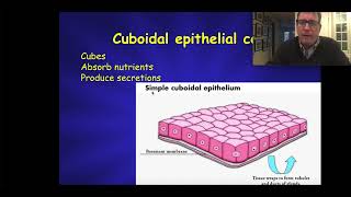 Epithelial Tissue  Histology [upl. by Kumagai]