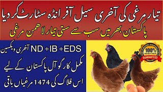 Lohmann Brown egg laying starter hen  Poultry Ideas [upl. by Lleumas]