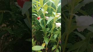 ఒకే balsam plant ki 3 colour flowers వచ్చాయ్ balsam multipetal [upl. by Bendicta305]