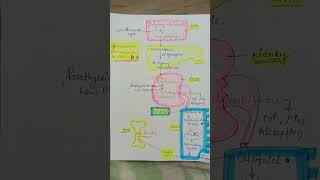 Mechanisme And Biochemical function of Vitamin D [upl. by Ahterod]