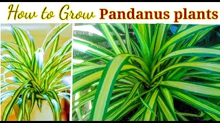 How to Grow PANDANUS Plants [upl. by Laehctim]