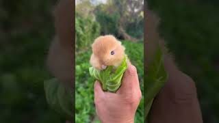 A little rabbit in the palm of your hand Cute pet debut plan Rabbit Rural cute pet [upl. by Brenan]