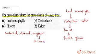 For protoplast culture the protoplast is obtained from [upl. by Hedvige147]