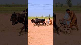 Bull Power Seed Drilling Machine for Efficient Wheat Sowing punjablook Punjablook farming [upl. by Heyman270]