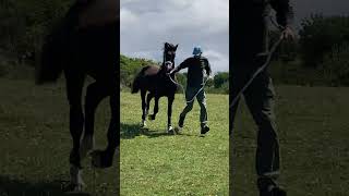 Aberaeron Abraham 2023  Welsh Cob Sec D gelding [upl. by Anstus888]