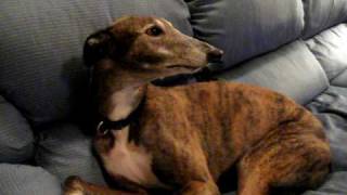 Greyhound singing to HALO theme greyhound rooing [upl. by Dag419]