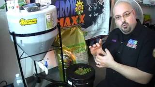 Inoculating your plants with Compost Tea in Grodan Rockwool using Humtea from Cutting Edge [upl. by Dar]