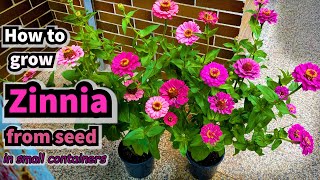 How to Grow Zinnia from Seed in Containers [upl. by Derreg289]