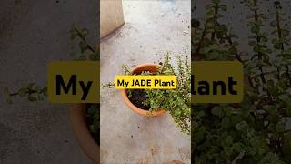 GVLOG47 jade plants gardening vlogging vlogger smartphone soilmixture soilregeneration [upl. by Yoko]