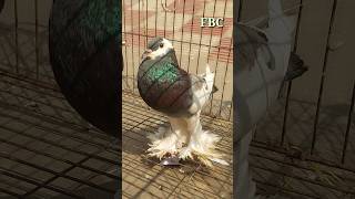 PouterPigeonPrice PouterPigeonPrice PouterPigeon PigeonPrice short shorts shortvideo [upl. by Omik]