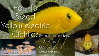 How to Breed yellow electric cichlids  LIVE AQUARIUM [upl. by Utta]