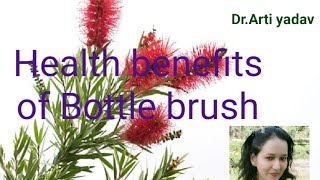 Health benefits of Bottle brush plantबोटल ब्रश के औषधीय गुण [upl. by Lanos]