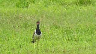 Red wattled lapwings calling vasai July 24 [upl. by Acirret]