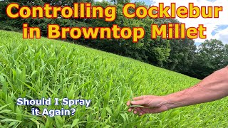 Controlling Cocklebur in Browntop Millet for Dove Hunting [upl. by Heger820]