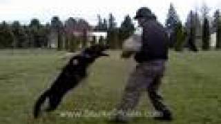 Schutzhund Protection Hold and Bark Training [upl. by Viole178]