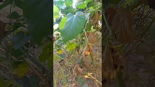 Luffa cylindrica nature Babaramdev herb झींगा तोरई [upl. by Tepper]