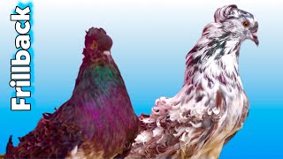 Fancy Frillback Pigeons  The Most Beautiful at Zohel’s Pigeon Loft Mumbai [upl. by Mukul]