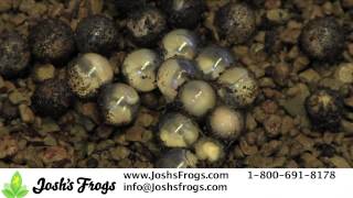 How to Breed Solomon Island Leaf Frogs [upl. by Enyrehtak]