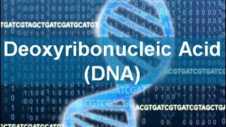 Deoxyribonucleic Acid DNA [upl. by Ariaec870]