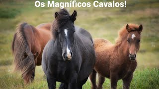 Os Magníficos Cavalos [upl. by Gunzburg]