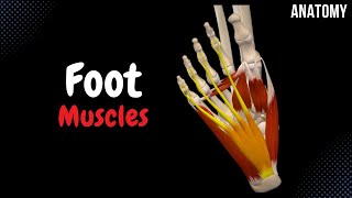 Muscles of the Foot Groups Origin Insertion Function [upl. by Prebo353]