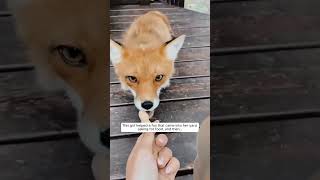 animals foxlife fox wildlife cute wildfox rescue wildfoxes animalshorts [upl. by Lavoie522]