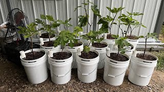 Making Self Irrigating pots from 5 gallon buckets [upl. by Hastie]