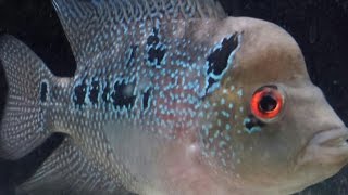 Flowerhorn quot Chuck Norrisquot fazendo a decoração do aquário  AQUARIO AQUARIUM [upl. by Niko]