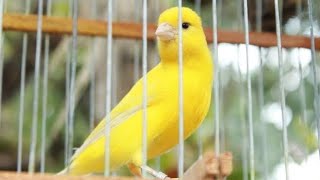 Canary singing video  the best canary training in 8 minute [upl. by Tatiana]