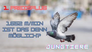 Brieftauben 1 Preisflug mit 1652mmin Ist das die riesen Überraschung [upl. by Aivil]