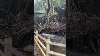 Meghalaya My Meghalaya tour Living Root Bridge travel meghalaya nature travelvlog vlog life [upl. by Uchish]