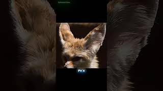 Fennec Fox The Deserts Tiny Survivor facts animals fox wildlife [upl. by Margalo633]