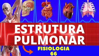 ESTRUTURA PULMONAR VENTILAÇÃO PULMONAR  FISIOLOGIA DE GUYTON  FISIOLOGIA RESPIRATÓRIA [upl. by Gaves993]