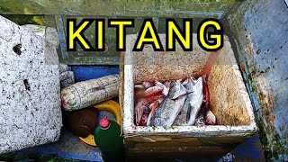 Mga nahuling isda gamit ang Kitang o Palangre in Philippines [upl. by Giliana]