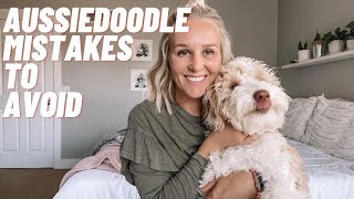 AUSSIEDOODLE  TOP 10 Mistakes to Avoid With Your Aussiedoodle [upl. by Chatav]